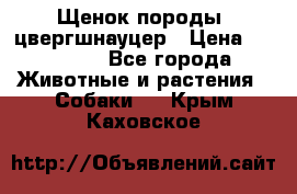 Щенок породы  цвергшнауцер › Цена ­ 30 000 - Все города Животные и растения » Собаки   . Крым,Каховское